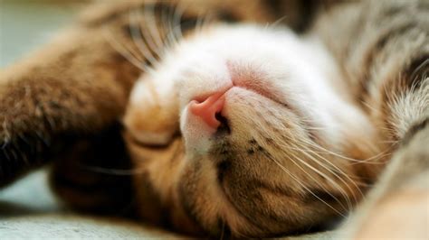 Cat Animals Sleeping Closeup Nose Whiskers Skin Nap Sleep Eye