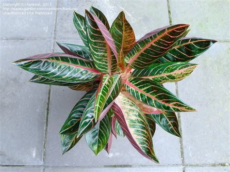 Plantfiles Pictures Chinese Evergreen Philippine