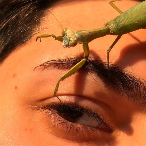 Aesthetics Insect Eyes Beautiful Bugs Aesthetic