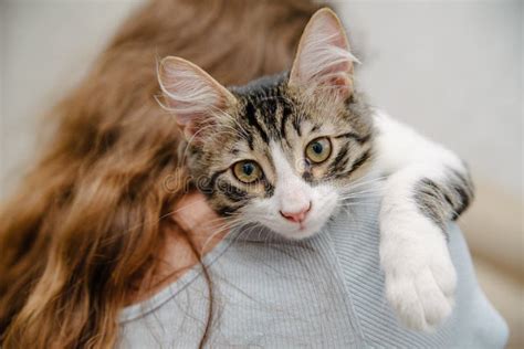 Young Woman Holding Cat On Hands Girl With Cat Stock Photo Image Of
