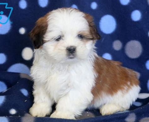 Shih Tzu Mix Puppies For Sale Puppy Adoption Keystone Puppies