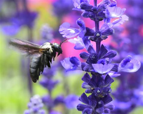 Xylocopa Violacea Violet Carpenter Bee Smithsonian Photo Contest