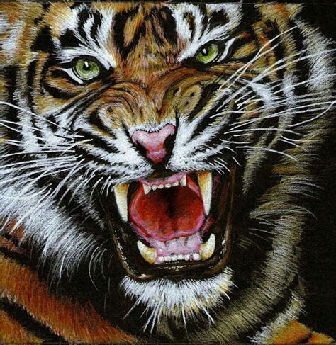 Tiger Prismacolour Pencil On Black Card Large Cats Big Cats Cute