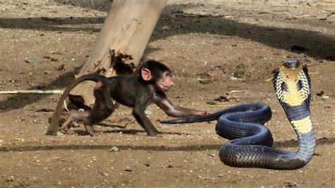 The Brave Monkey Can Play With The Snake Youtube