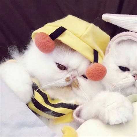 Matching Icons ｡ ᵕ ｡ Cats Cats Cute Cats Pet Costumes
