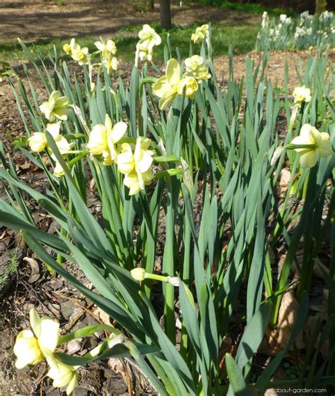 Photo Daffodil Yellow Cheerfulness About