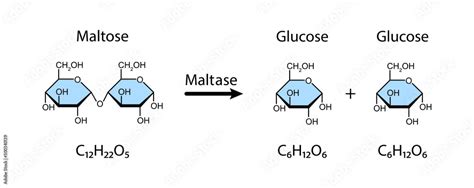 Maltase Enzyme Effect On Maltose Sugar Molecule Maltose Hydrolysis