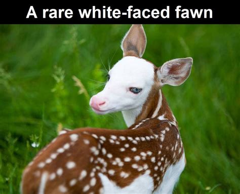 Albino Deer~donnine~ Unusual Animals Cute Animals Albino Animals