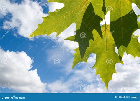 Green Leafe Of Maple In Sunny Day Stock Photo Image Of Morning