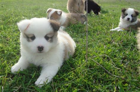 About akc puppyfinder care history did you know? Icelandic Icelandic Sheepdog Puppies Enjoy Breed | Very ...
