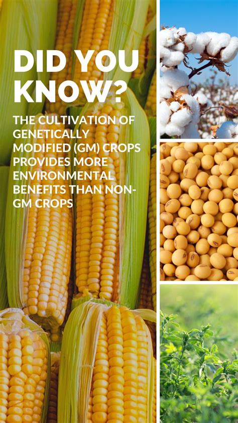 The Environmental Benefits Of Genetically Modified Crops In 2021 Genetics Crop Yields