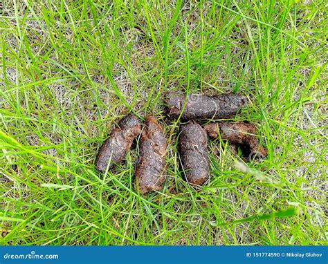Dog Excrement Poop On A Green Lawn Stock Photo Image Of Skin