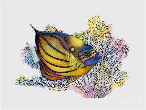 Blue Ring Angelfish Solid Background Painting By Hailey E Herrera