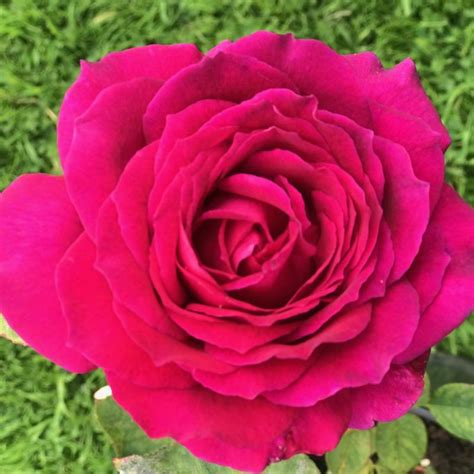 Big Purple Hybrid Tea Product Details