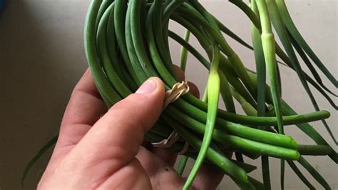 Tips For Harvesting And Using Garlic Scapes Youtube