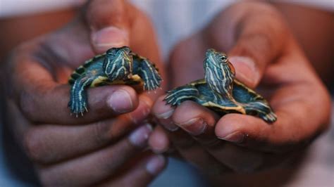 Salmonella infection (salmonellosis) is a common bacterial disease that affects the intestinal tract. Salmonella outbreak linked to pet turtles affecting people ...