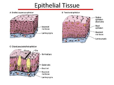 Epithelial Cells Basement Membrane Picture Of Basement 2020