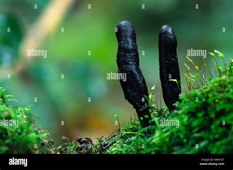 Dead Mans Fingers Xylaria Polymorpha Stock Photo Alamy
