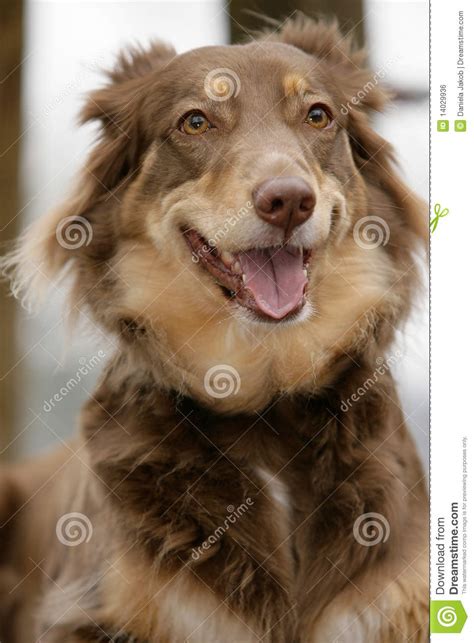 Smiling Australian Shepherd Stock Photo Image Of Happy Attention