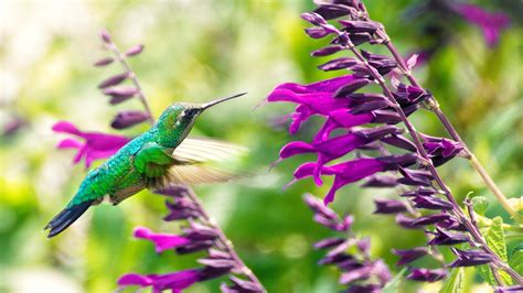 Hummingbird Theme For Windows 10 And 11