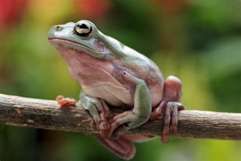 Dumpy Tree Frog Stock Photos Pictures And Royalty Free Images Istock