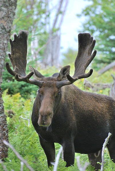 Moose Maine State Mammal Moose Hunting Moose Animals Wild