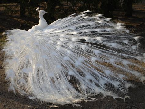 White Peacock Wallpapers Wallpaper Cave