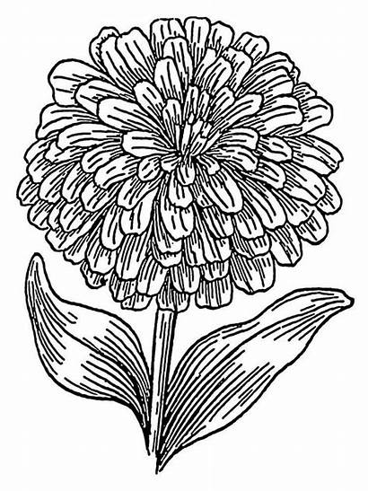 Coloring Flower Pages Marigold Flowers Marigolds Printable