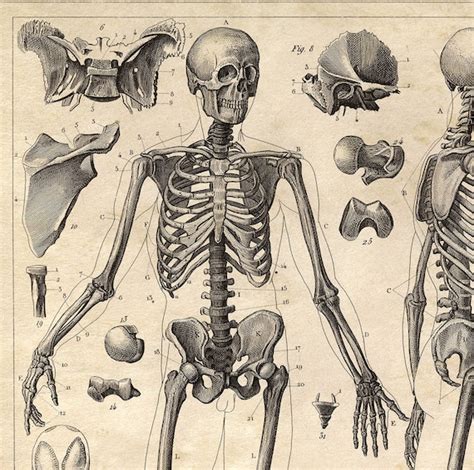 Prints Art And Collectibles Etchings And Engravings Vintage Medical Print