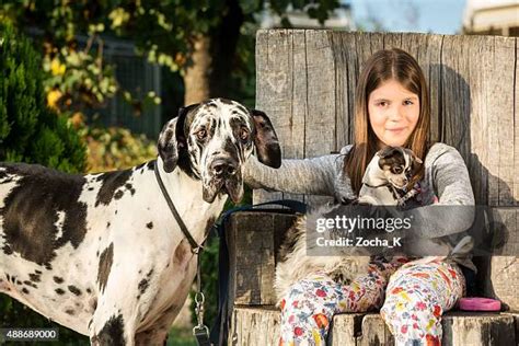 222 Great Dane Girl Stock Photos High Res Pictures And Images Getty