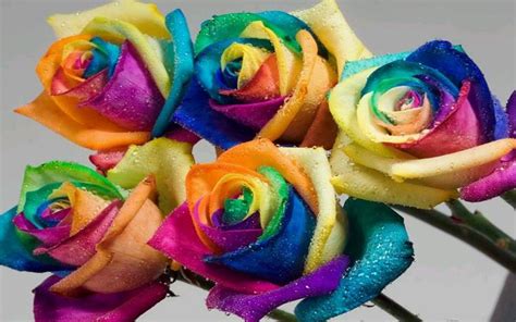 Beautiful Colorful Flowers Wallpaper Hd Download Colorful Wallpaper