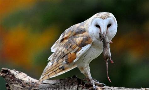 We did not find results for: Burung Hantu Untuk Pengendali Hama Tikus | Agrokompleks Kita