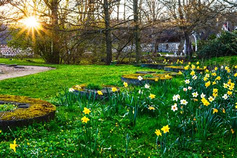 Fonds Decran Parc Printemps Narcissus Soleil Herbe Bryophyta Nature
