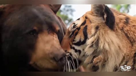 Die Unglaublichsten Freundschaften Zwischen Tieren 2017hd Youtube