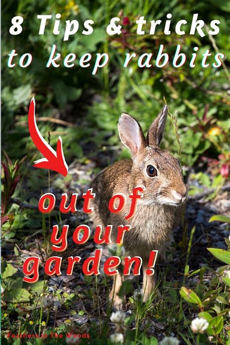 8 tips to keep rabbits out of your garden rabbit resistant plants rabbit garden rabbit repellent