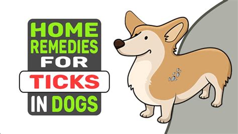 Home Remedies For Ticks In Dogs My Pets Routine