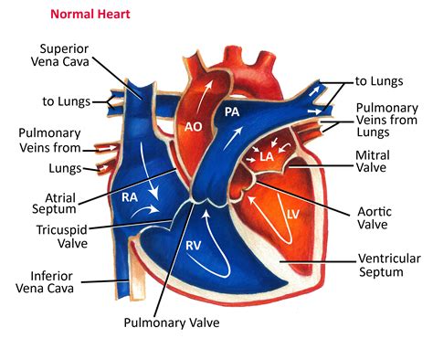 Normal Heart Anatomy And Blood Flow Pediatric Heart Specialists