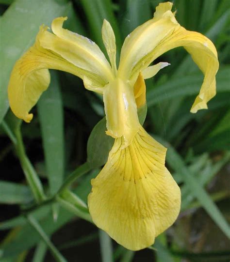 Yellow Iris Or Yellow Flag Iris Iris Pseudacorus 03 Wild Flowers