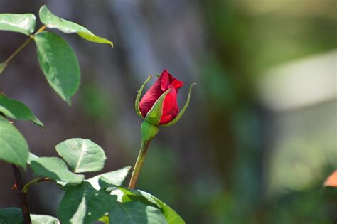 Rose Bud Flower Free Photo On Pixabay Pixabay