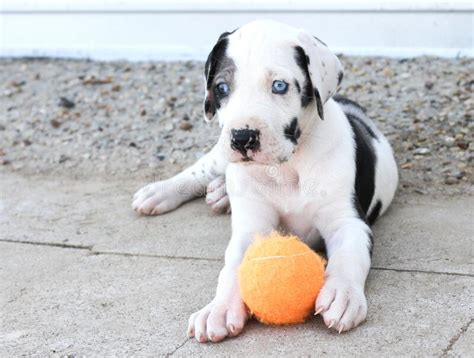 79 Blue Spotted Great Dane Puppies L2sanpiero