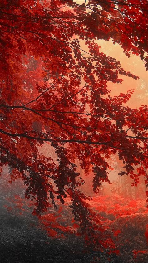 Red Autumn Trees Forest With Sunrays 4k Hd Nature Wallpapers Hd