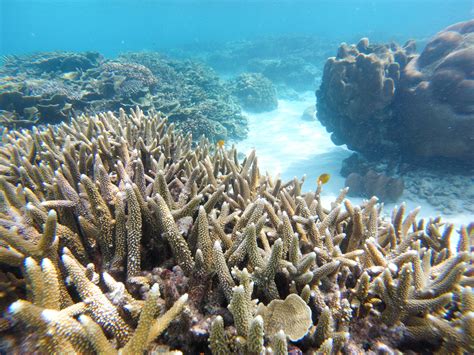 Coral Reef Ecosystems Face Dire Threat From Climate Change