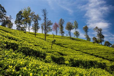 Tea Plantation In Sri Lanka Stock Image Image Of Ceylon Temple