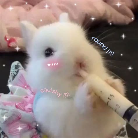Pin By Suzy B On Hair Beauty Makeup Cute Baby Bunnies Cute Little