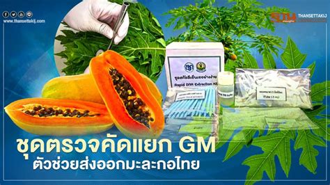 ชุดตรวจคัดแยก GM ตัวช่วยส่งออกมะละกอไทย