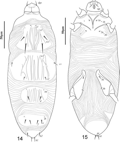 15 Steneotarsonemus Steneotarsonemoides Indianensis N Sp