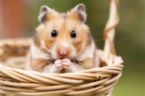 50 Unique Hamster Facts That Are Just So Adorable Facts Net
