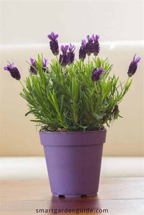 How To Care For Lavender Indoors 9 Essential Tips Smart Garden