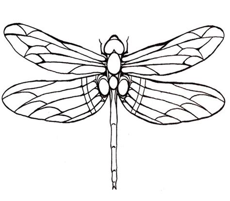 Dragonfly Large Winged Coloring Page For Kids Dragonfly Drawing