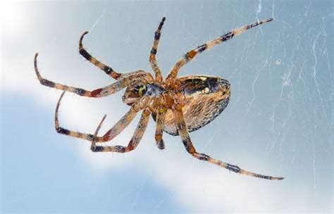 22 Of The Spiders You Might Find In Michigan And One You Likely Wont